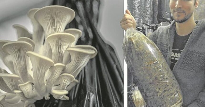 Mushroom Farming 170228-1550-948-0900-74324-010318pilze-1-aleftcenter-e1704289451109.jpg
