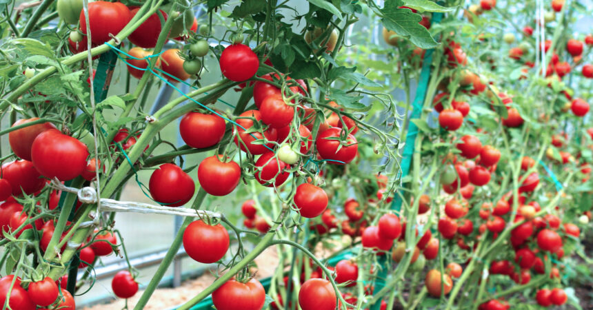 Red tomatoes in a greenhouse AdobeStock_107019503-scaled.jpeg